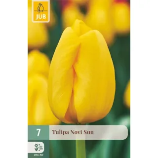 Compra TULIPÁN NOVI SUN en la tienda online Fito Agrícola