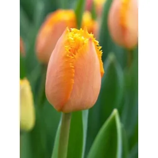 Compra TULIPÁN OGENE (100 Unid.). en la tienda online Fito Agrícola
