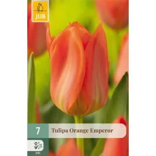 Compra TULIPÁN ORANGE EMPEROR en la tienda online Fito Agrícola