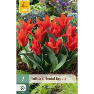 Compra TULIPÁN ORIENTAL BEAUTY en la tienda online Fito Agrícola