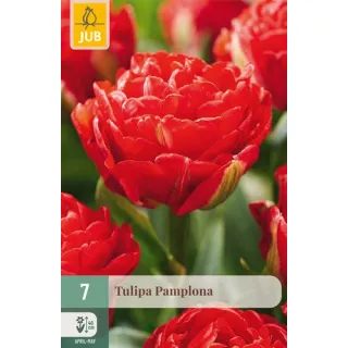 Compra TULIPÁN PAMPLONA en la tienda online Fito Agrícola