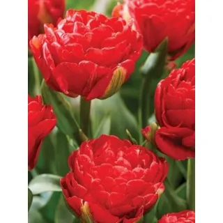 Compra TULIPÁN PAMPLONA (100 Unid.). en la tienda online Fito Agrícola