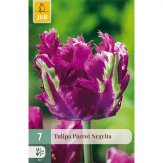 Compra TULIPÁN PARROT NEGRITA en la tienda online Fito Agrícola