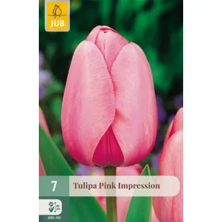 Compra TULIPÁN PINK IMPRESSION en la tienda online Fito Agrícola