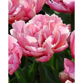 Compra TULIPÁN PINK STAR (100 Unid.). en la tienda online Fito Agrícola