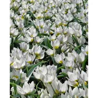 Compra TULIPÁN POLYCHROMA (100 Unid.). en la tienda online Fito Agrícola