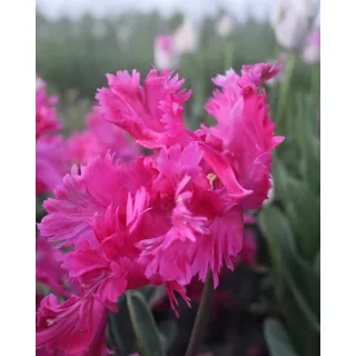 Compra TULIPÁN POWER PARROT (100 Unid.). en la tienda online Fito Agrícola