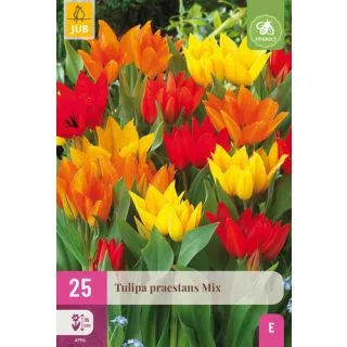 Compra TULIPÁN PRAESTANS MIX XXL en la tienda online Fito Agrícola