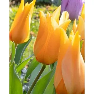 Compra TULIPÁN PRAESTANS SHOGUN (100 Unid.). en la tienda online Fito Agrícola