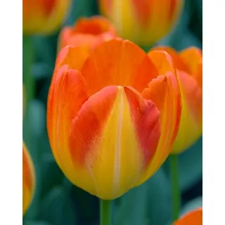 Compra TULIPÁN PRINZ ARMIN (100 Unid.). en la tienda online Fito Agrícola