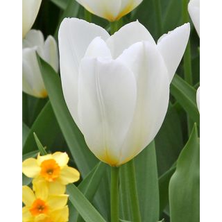 Compra TULIPÁN PURISSIMA (100 Unid.). en la tienda online Fito Agrícola