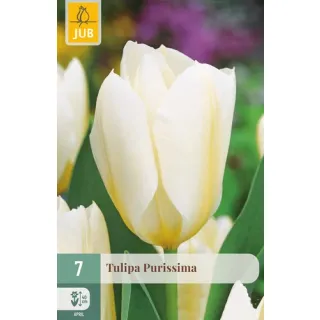 Compra TULIPÁN PURISSIMA en la tienda online Fito Agrícola