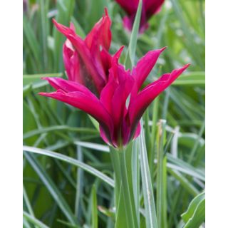 Compra TULIPÁN PURPLE DOLL (100 Unid.). en la tienda online Fito Agrícola