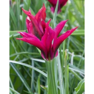 Compra TULIPÁN PURPLE DOLL (100 Unid.). en la tienda online Fito Agrícola