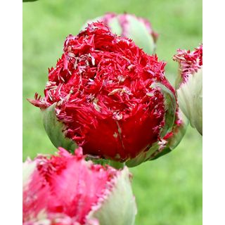 Compra TULIPÁN QATAR (100 Unid.). en la tienda online Fito Agrícola