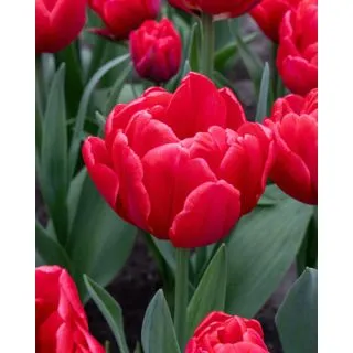 Compra TULIPÁN RED FOXTROT (100 Unid.) en la tienda online Fito Agrícola