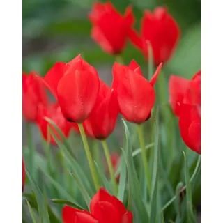 Compra TULIPÁN RED HUNTER (100 Unid.). en la tienda online Fito Agrícola