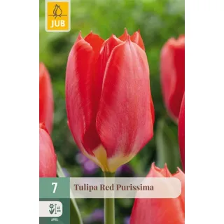 Compra TULIPÁN RED PURISSIMA en la tienda online Fito Agrícola
