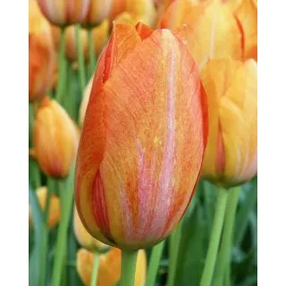 Compra TULIPÁN RHAPSODY OF SMILES (100 Unid.) en la tienda online Fito Agrícola