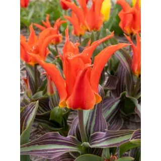 Compra TULIPÁN RIGAS BARIKADES (100 Unid.) en la tienda online Fito Agrícola