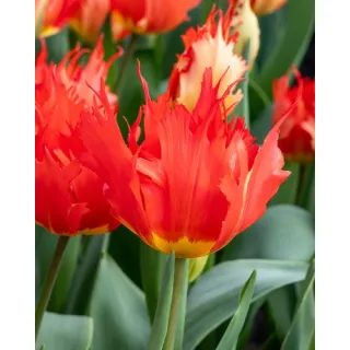 Compra TULIPÁN ROBBEDOES (100 Unid.). en la tienda online Fito Agrícola