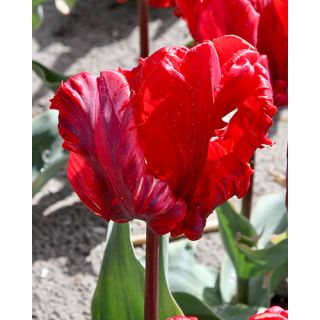 Compra TULIPÁN ROCOCO (100 Unid.). en la tienda online Fito Agrícola