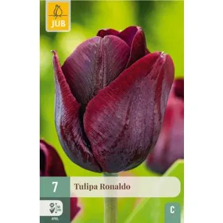 Compra TULIPÁN RONALDO en la tienda online Fito Agrícola