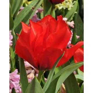 Compra TULIPÁN ROODKAPJE DUBBEL (100 Unid.) en la tienda online Fito Agrícola