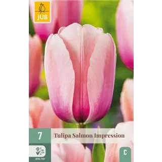 Compra TULIPÁN SALMON IMPRESSION en la tienda online Fito Agrícola