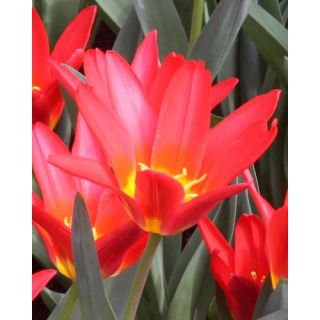 Compra TULIPÁN SCARLET BABY (100 Unid.). en la tienda online Fito Agrícola