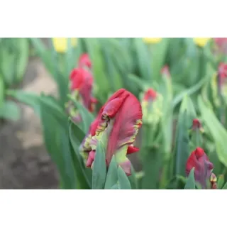 Compra TULIPÁN SEADOV PARROT (100 Unid.). en la tienda online Fito Agrícola