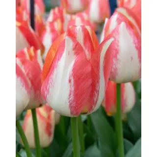 Compra TULIPÁN SPRYNG SUNRISE (100 Unid.). en la tienda online Fito Agrícola