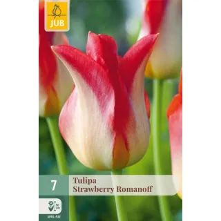 Compra TULIPÁN STRAWBERRY ROMANOFF en la tienda online Fito Agrícola