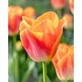 Compra TULIPÁN SUNRISE DYNASTY (100 Unid.). en la tienda online Fito Agrícola