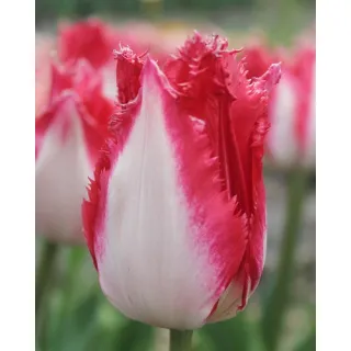 Compra TULIPÁN SWEET SIMONE (100 Unid.). en la tienda online Fito Agrícola