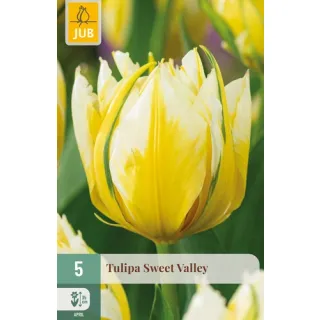 Compra TULIPÁN SWEET VALLEY en la tienda online Fito Agrícola