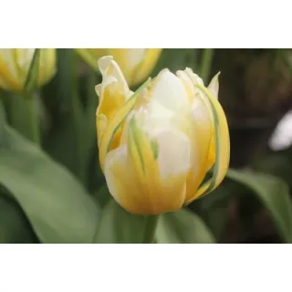 Compra TULIPÁN SWEET VALLEY (100 Unid.). en la tienda online Fito Agrícola