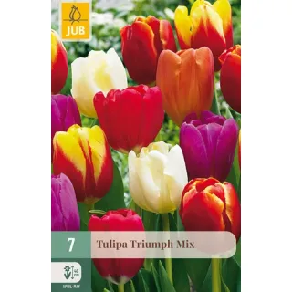 Compra TULIPÁN TRIUMPH MIX en la tienda online Fito Agrícola