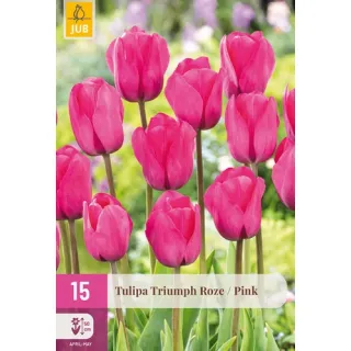 Compra TULIPÁN TRIUMPH PINK XXL en la tienda online Fito Agrícola