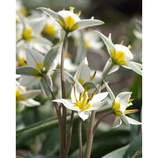 Compra TULIPÁN TURKESTANICA (100 Unid.). en la tienda online Fito Agrícola