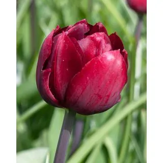 Compra TULIPÁN UNCLE TOM (100 Unid.). en la tienda online Fito Agrícola