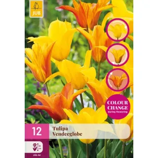 Compra TULIPÁN VENDEEGLOBE XXL en la tienda online Fito Agrícola