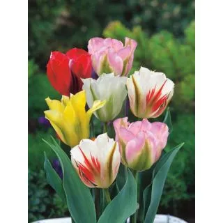 Compra TULIPÁN VIRIDIFLORA MIX (100 Unid.). en la tienda online Fito Agrícola