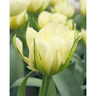 Compra TULIPÁN WHITE VALLEY (100 Unid.). en la tienda online Fito Agrícola