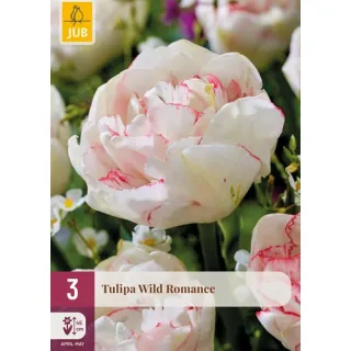 Compra TULIPÁN WILD ROMANCE en la tienda online Fito Agrícola