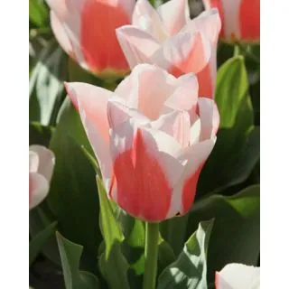 Compra TULIPÁN WILLEM VAN DEN AKKER (100 Unid.). en la tienda online Fito Agrícola