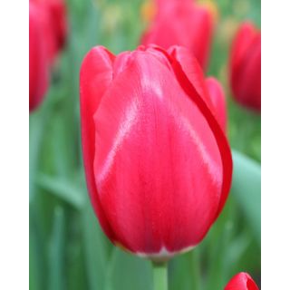 Compra TULIPÁN YOSEMITE (100 Unid.). en la tienda online Fito Agrícola