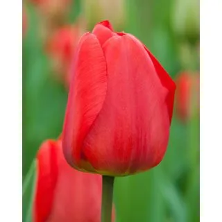 Compra TULIPÁN APELDOORN (100 Unid.) en la tienda online Fito Agrícola