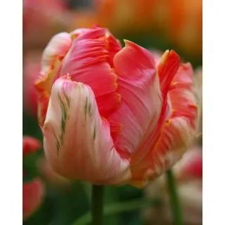 Compra TULIPÁN APRICOT PARROT (100 Unid.) en la tienda online Fito Agrícola