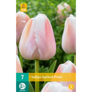 Compra TULIPÁN APRICOT PRIDE en la tienda online Fito Agrícola